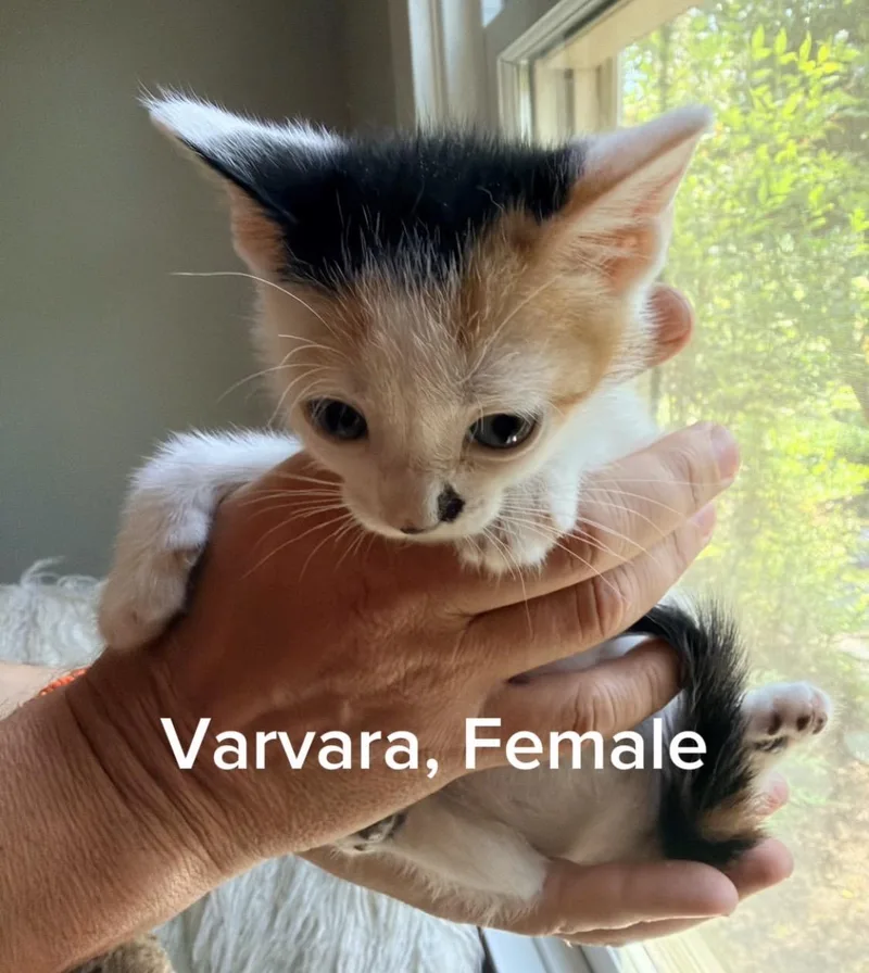 A baby small-sized female Calico cat named Varvara for adoption in Shrewsbury, MA