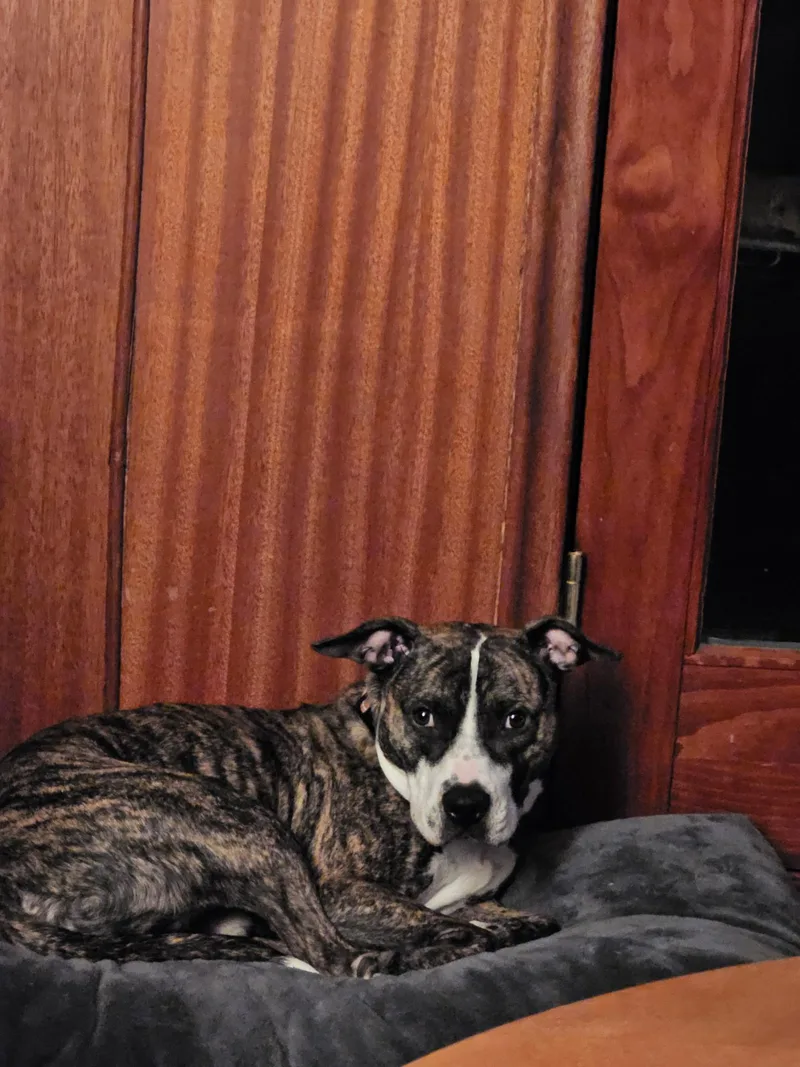 An adult large-sized male Pit Bull Terrier dog named Canyon for adoption in St. Clair Shores, MI