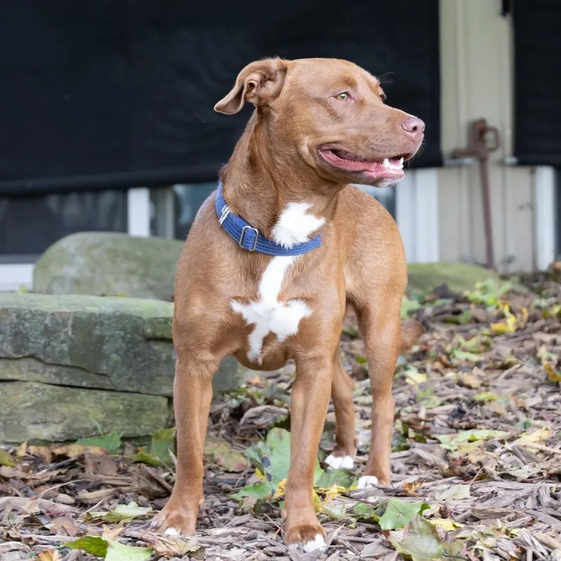 A young medium-sized male Labrador Retriever dog named Rocko for adoption in McKean, PA