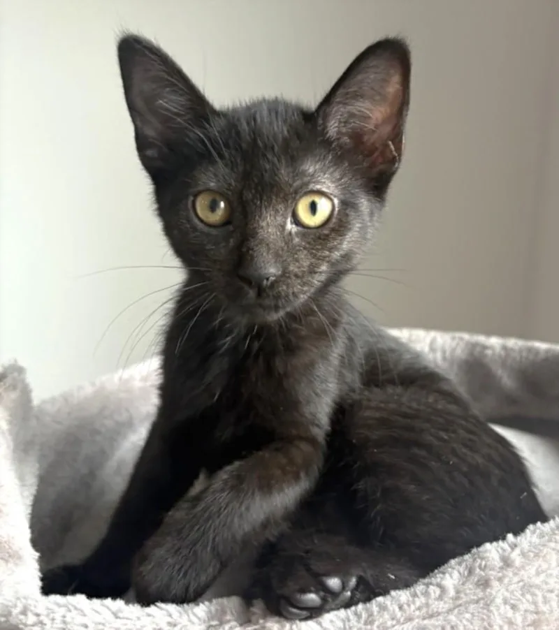 A baby small-sized female Domestic Short Hair cat named Oneida for adoption in Los Angeles, CA
