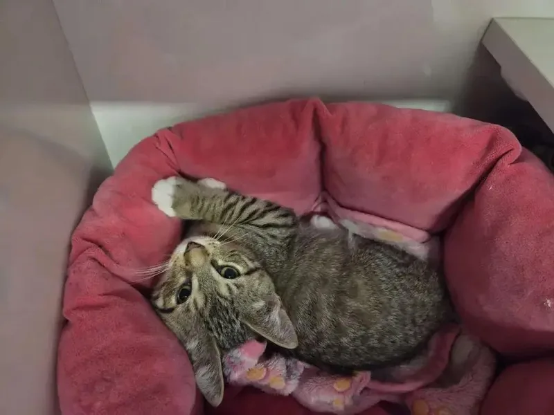A baby small-sized female Domestic Short Hair cat named Harper for adoption in Grand Rapids, MI
