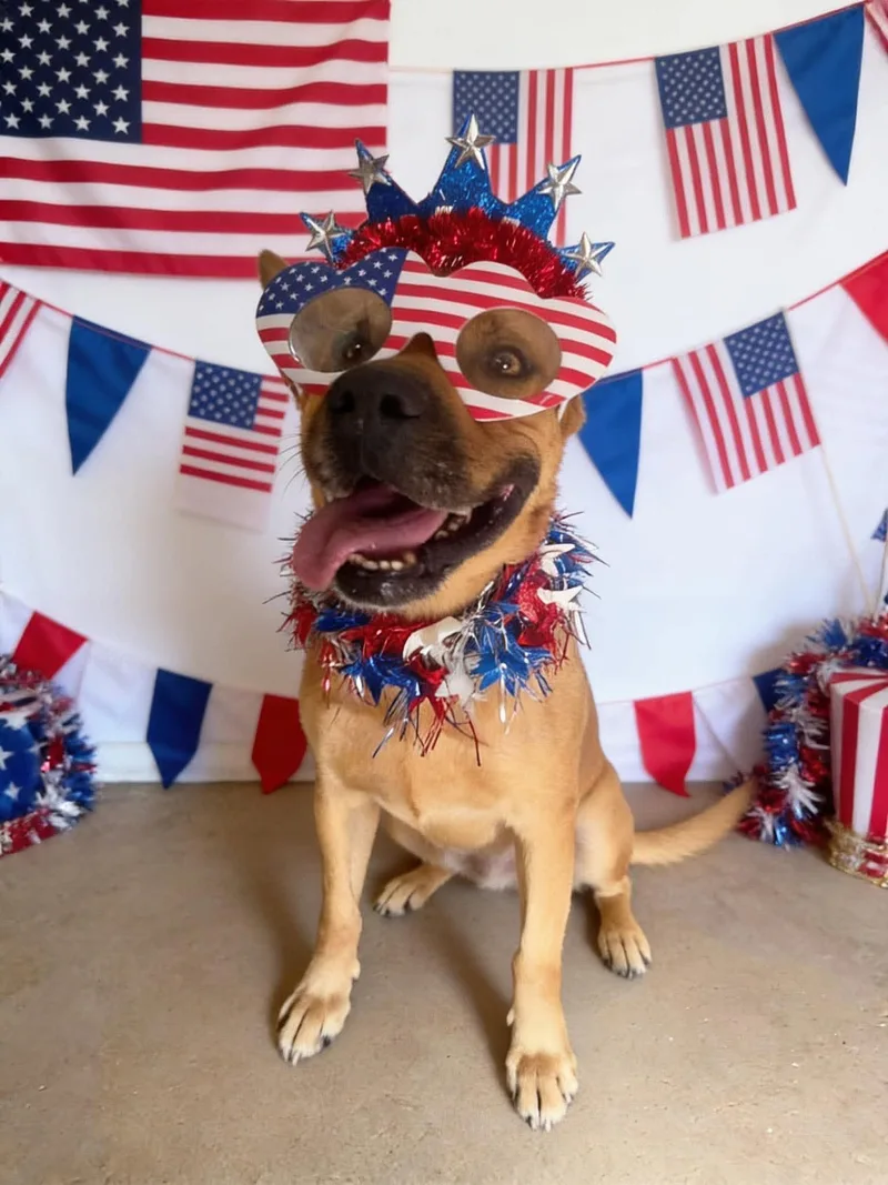 An adult medium-sized female Boxer dog named Chani for adoption in Roswell, NM
