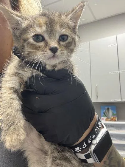 A baby small-sized female Domestic Short Hair cat named Wednesday for adoption in Sevierville, TN