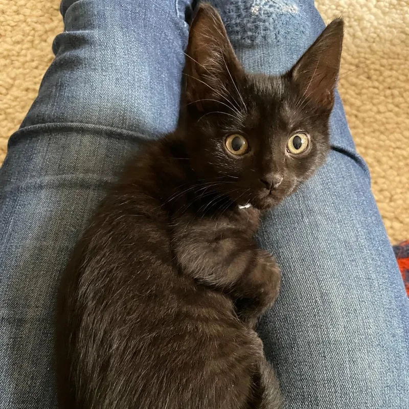A young medium-sized female Black Domestic Short Hair cat named Story for adoption in Evanston, IL