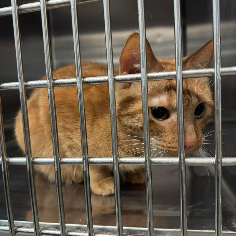 An adult large-sized male Orange / Red Domestic Short Hair cat named Salvator for adoption in Fairmont, WV