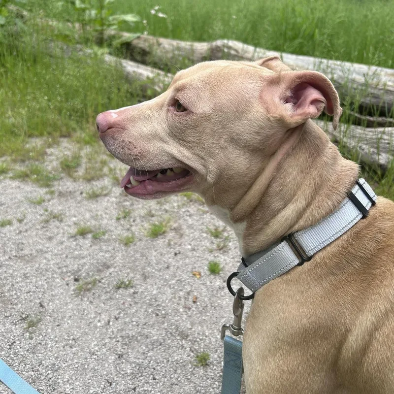 A young medium-sized female Yellow / Tan / Blond / Fawn Pit Bull Terrier dog named Daniela for adoption in Novelty, OH