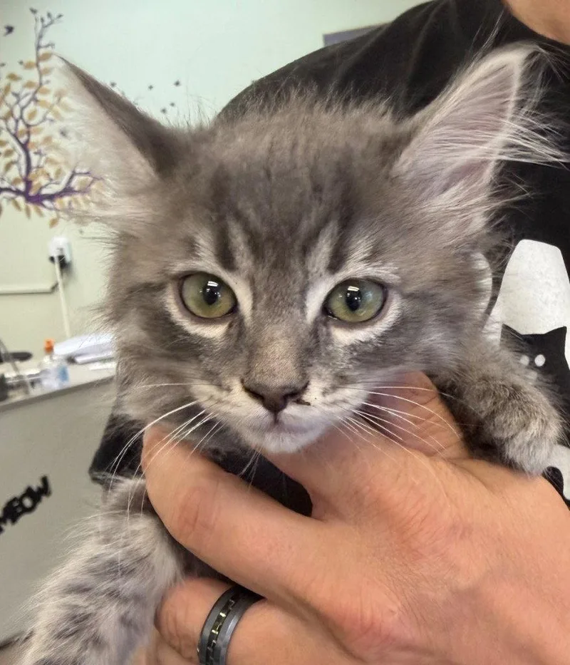 A baby small-sized female Domestic Medium Hair cat named Bunny for adoption in Saint George, UT