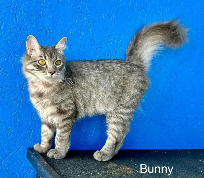 Bunny thumbnail 2
