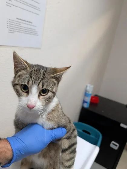 A baby medium-sized male Domestic Medium Hair cat named Cypress for adoption in Sacramento, CA