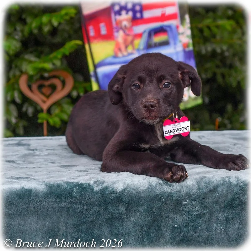 A baby small-sized female Black Labrador Retriever dog named Zandvoort for adoption in Wake Forest, NC