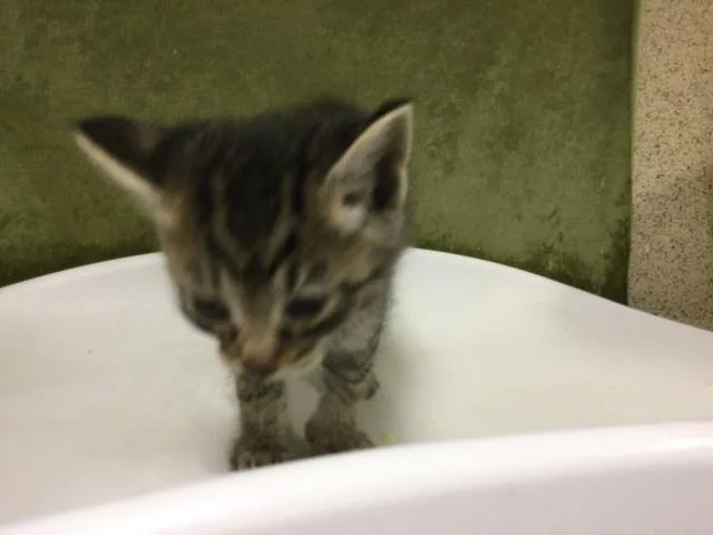 A baby small-sized female Domestic Short Hair cat named Neva for adoption in Riverside, CA