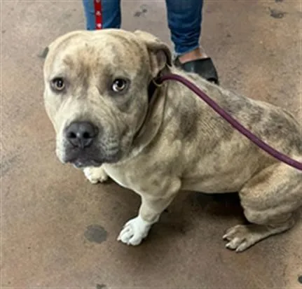 An adult medium-sized male American Staffordshire Terrier dog named Montana for adoption in Van Nuys, CA