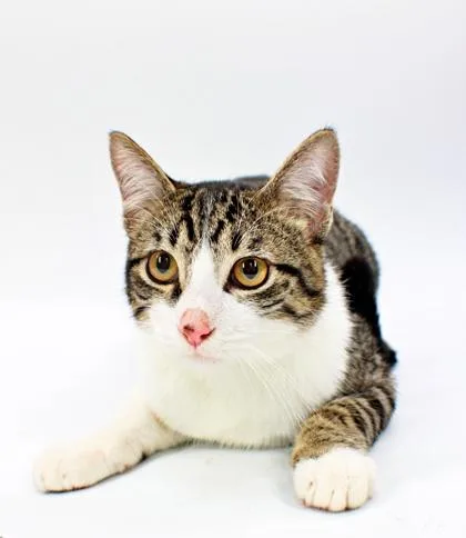 A baby small-sized male Domestic Short Hair cat named Bellamy for adoption in Morton Grove, IL