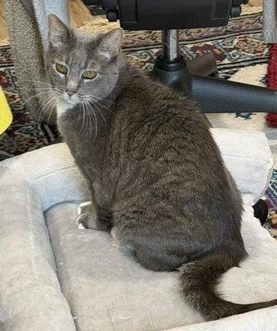 A senior medium-sized female Gray & White Domestic Short Hair cat named Crissy for adoption in Shawnee, KS