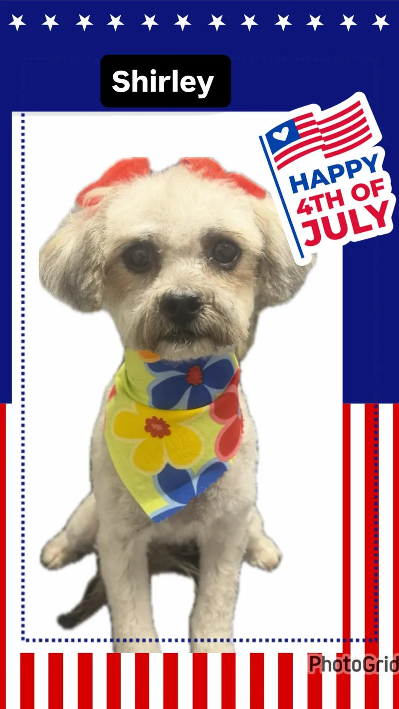 A young small-sized female Terrier dog named Shirley for adoption in Bakersfield, CA