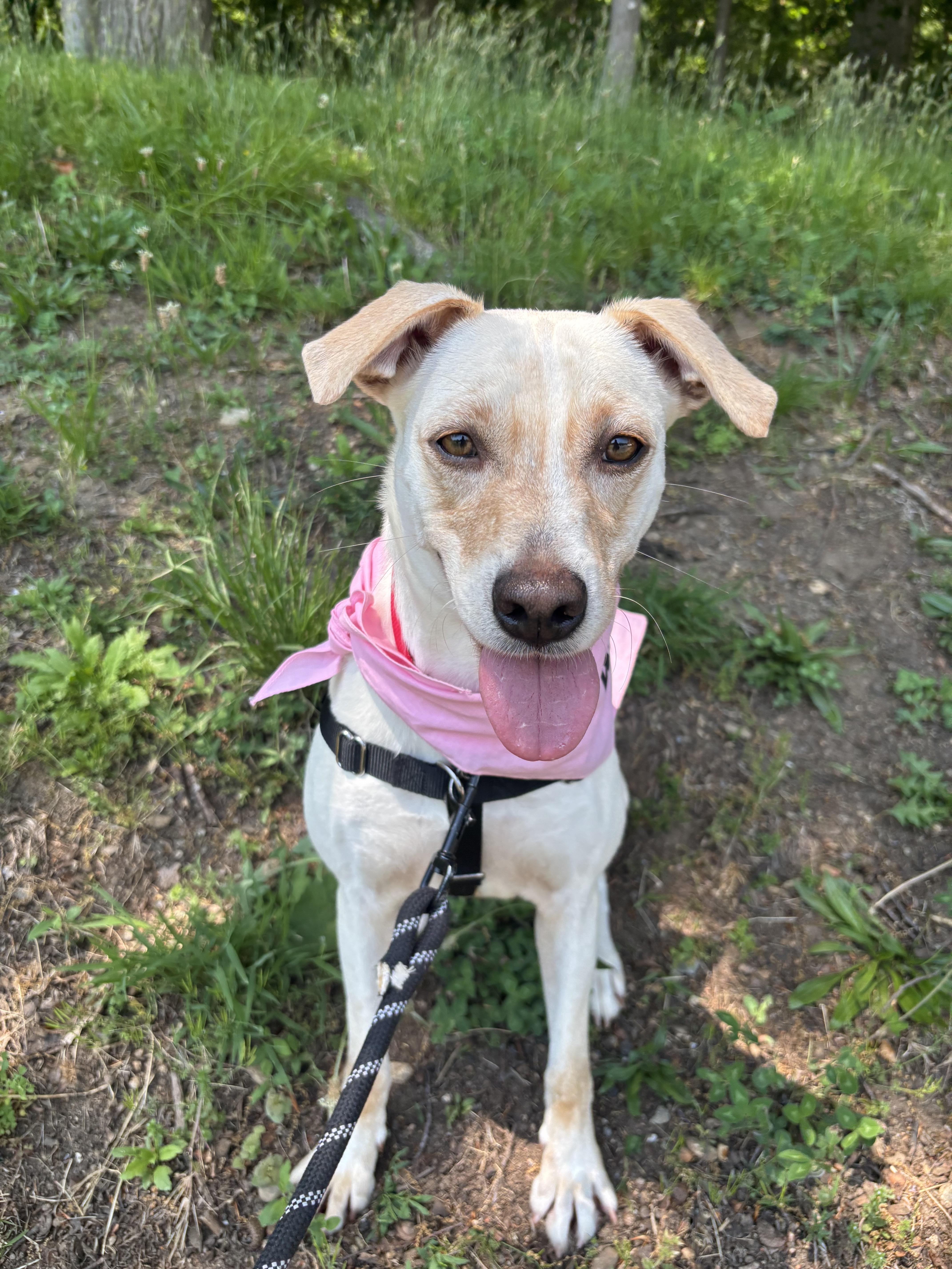 A baby medium-sized female White / Cream Yellow Labrador Retriever dog named Honey Bee for adoption in Harrison, NY