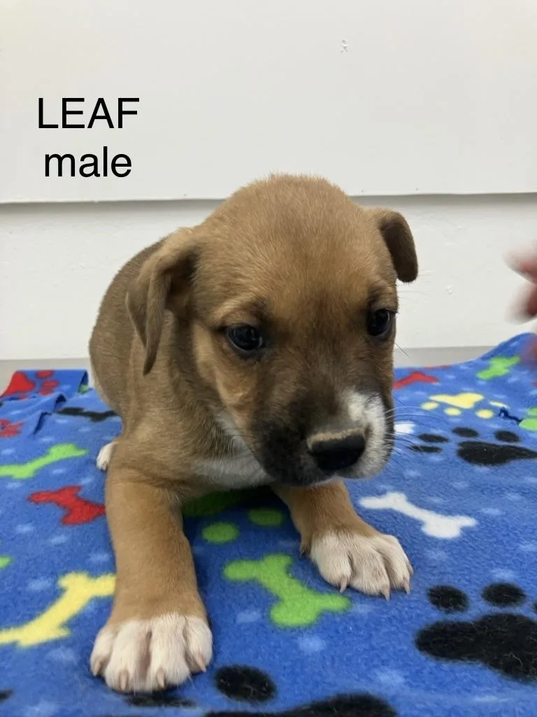 Leaf