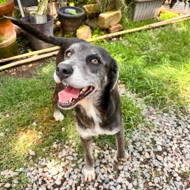 An adult medium-sized female Gray / Blue / Silver Labrador Retriever dog named Pearl for adoption in Gig Harbor, WA