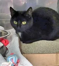 An adult medium-sized female Domestic Short Hair cat named Sloane for adoption in Fishers, IN
