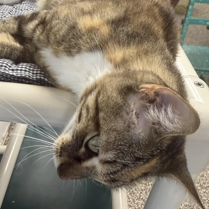An adult medium-sized female Tabby (Buff / Tan / Fawn) Domestic Short Hair cat named Honey for adoption in Fernandina Beach, FL