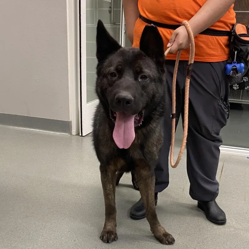 An adult large-sized male Brown / Chocolate Akita dog named Luigi for adoption in Westminster, CA