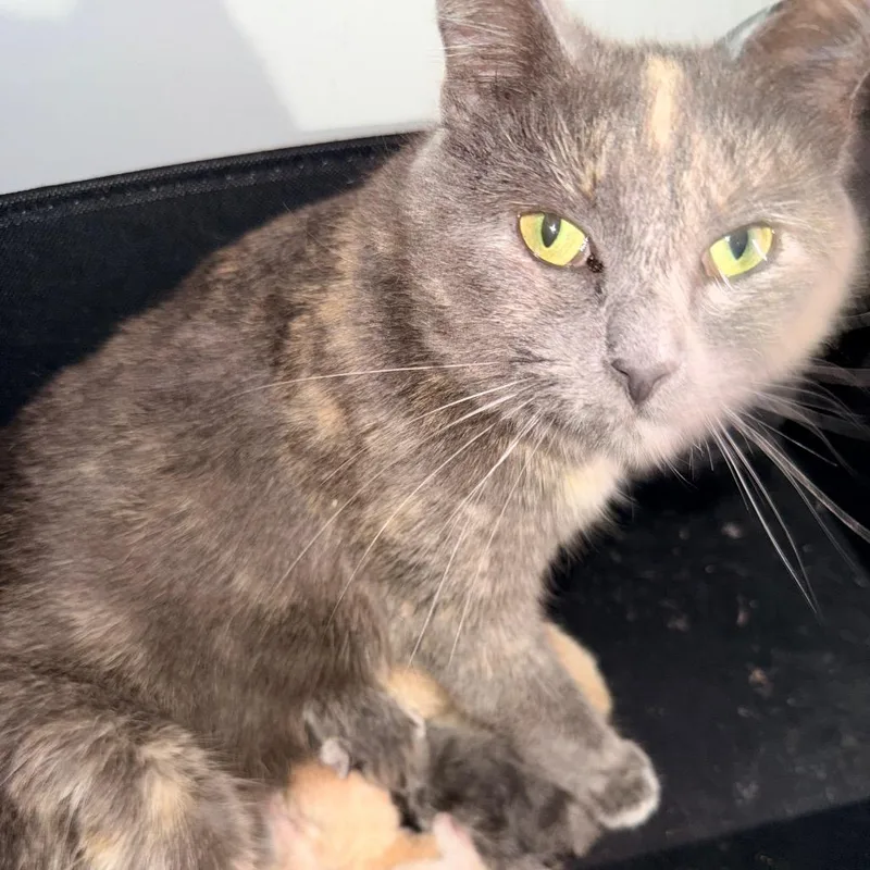 A young small-sized female Tortoiseshell Domestic Short Hair cat named Callie for adoption in Inman, SC