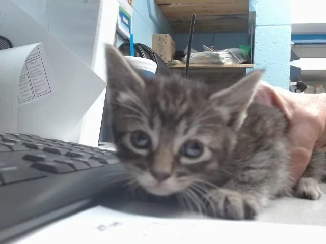 A baby small-sized female Domestic Short Hair cat named Annie Sue for adoption in Albuquerque, NM