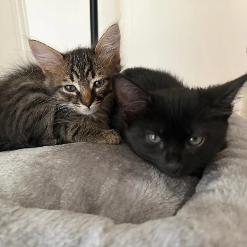 A baby small-sized male Domestic Long Hair cat named Ricardo for adoption in Hemet, CA