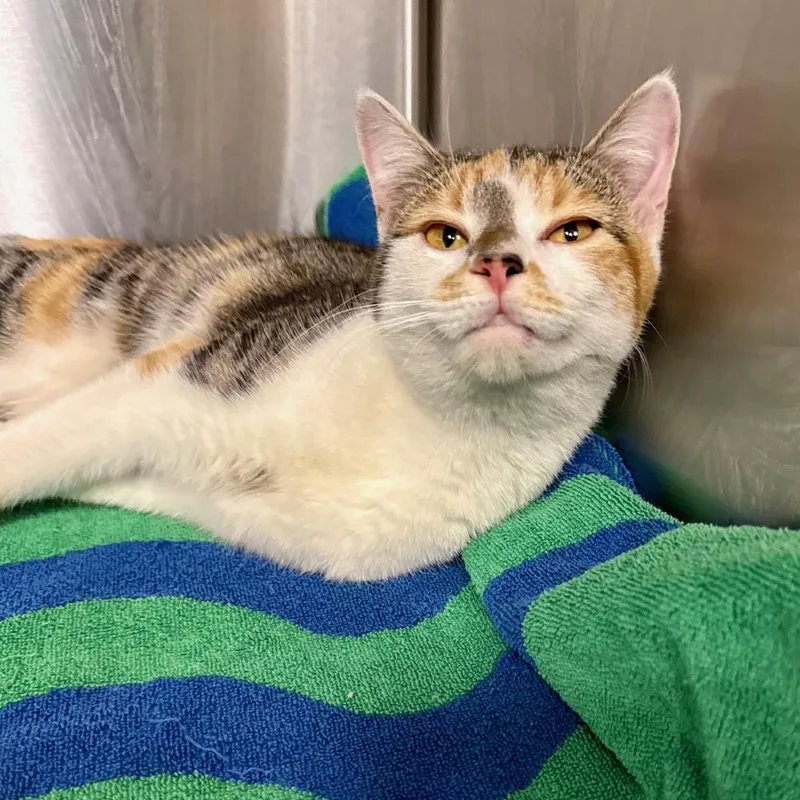 An adult medium-sized female Calico Domestic Short Hair cat named Gwen for adoption in East Hampton, NY