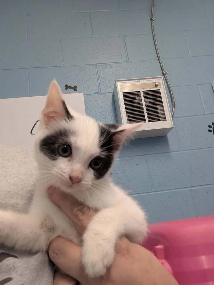 A baby small-sized female Black & White / Tuxedo Domestic Short Hair cat named Macaron for adoption in Evansville, IN