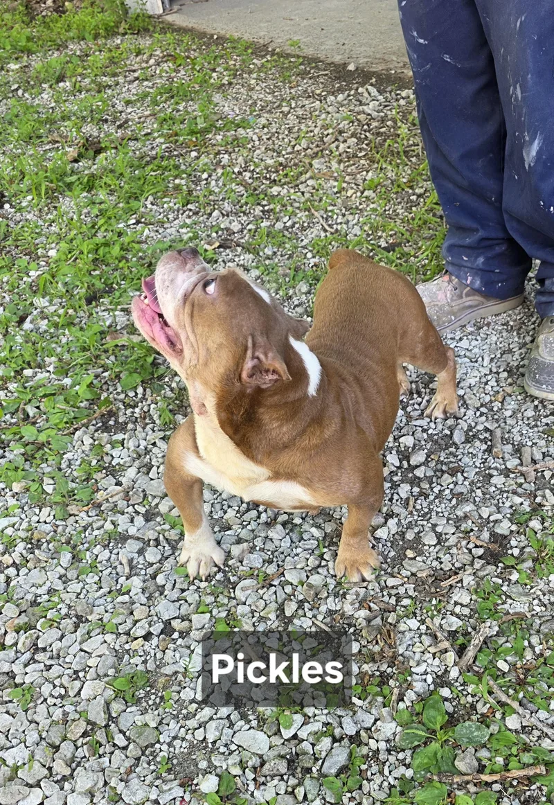 Pickles