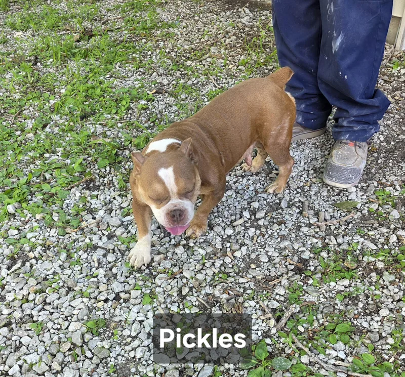 Pickles thumbnail 2