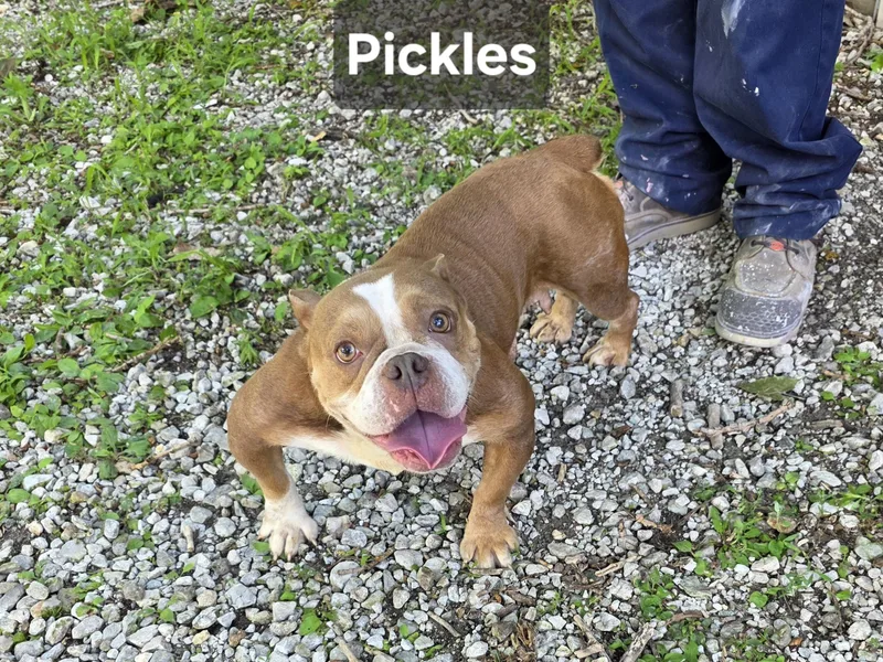 Pickles thumbnail 3