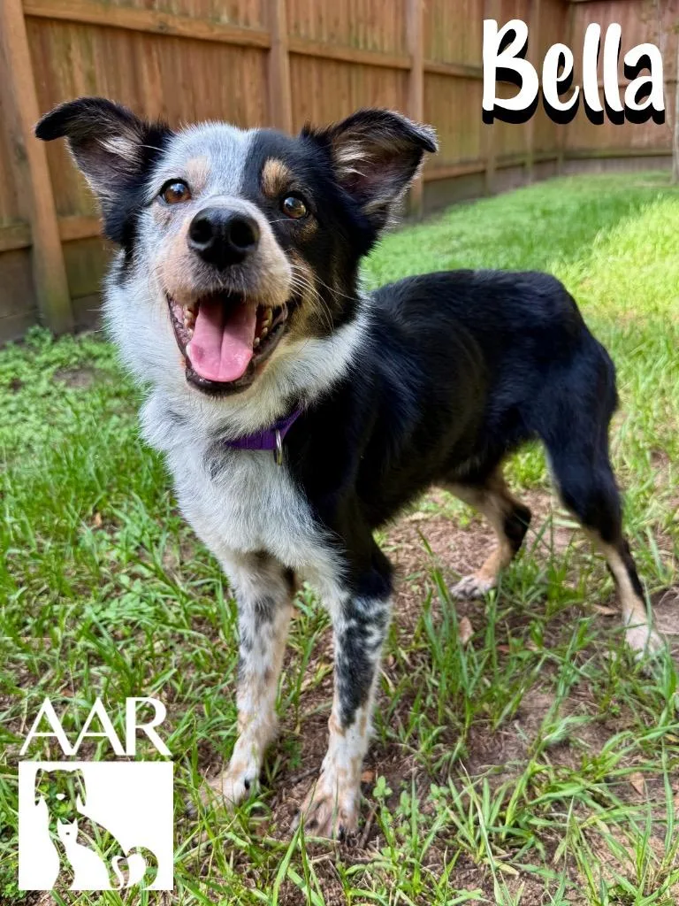 An adult small-sized female Australian Shepherd dog named Bella for adoption in Magnolia, TX