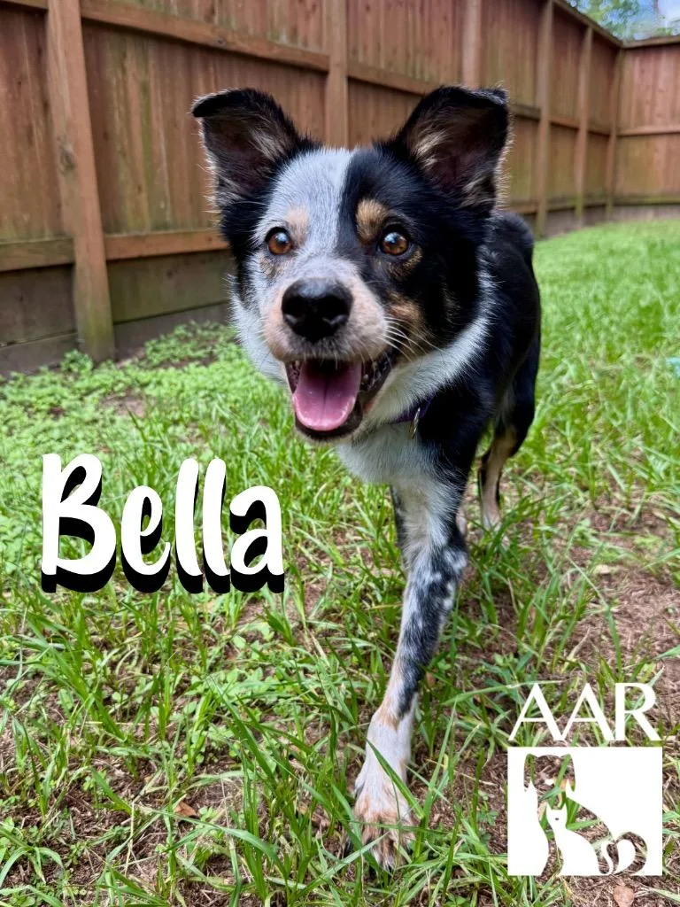 Bella thumbnail 6