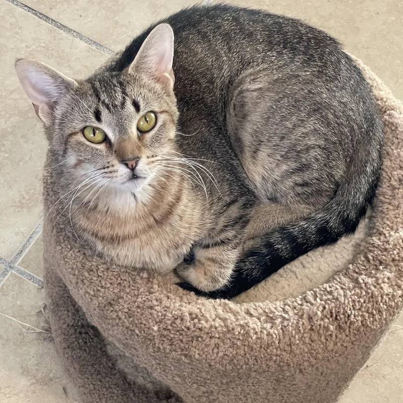 An adult medium-sized female Tabby (Brown / Chocolate) Tabby cat named Ariel for adoption in Lacon, IL