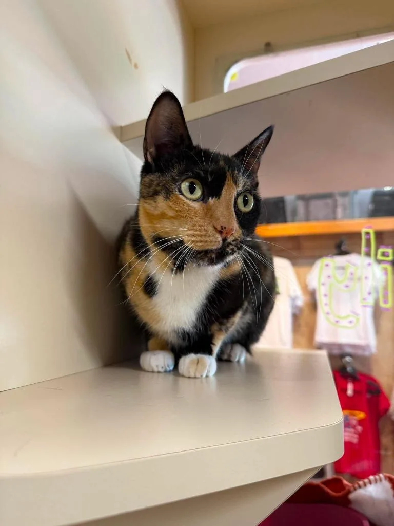 An adult medium-sized female Domestic Short Hair cat named Princess Peach for adoption in Sebastian, FL