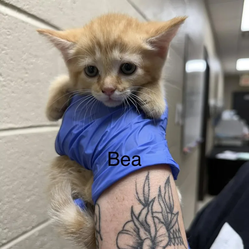 A baby small-sized female Orange / Red Domestic Medium Hair cat named Bea for adoption in Caryville, TN