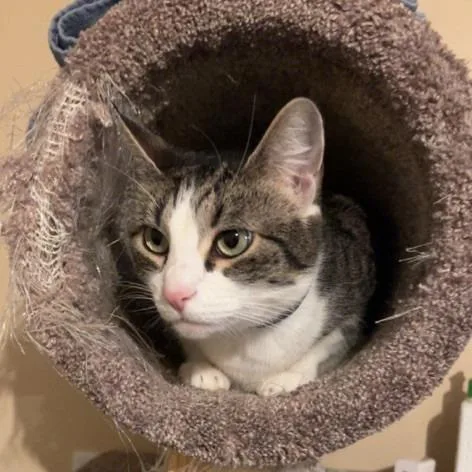 A senior small-sized male Gray / Blue / Silver Domestic Short Hair cat named Cha Cha for adoption in Newark, NJ