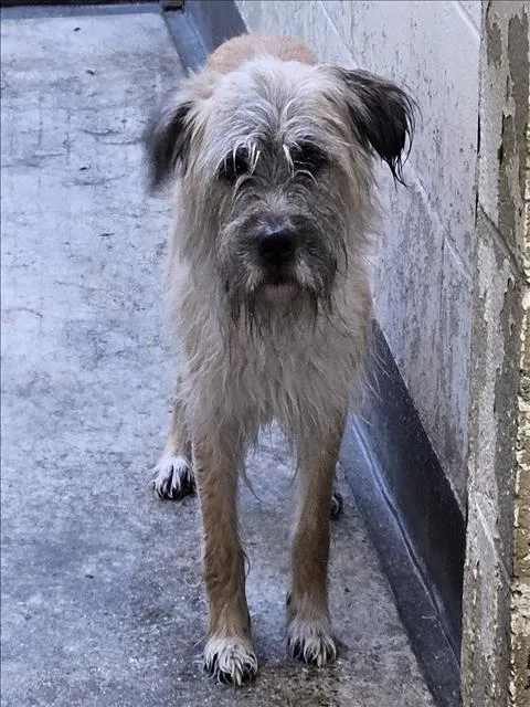 An adult medium-sized male Border Terrier dog named Brownie for adoption in Los Angeles, CA