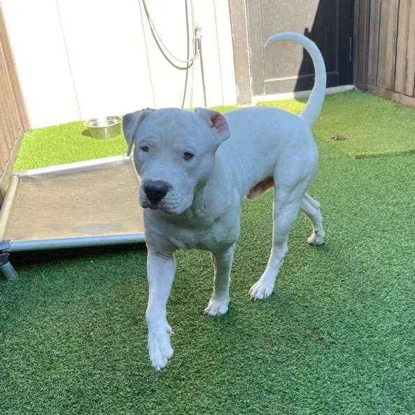 A young large-sized male White / Cream Dogo Argentino dog named Rocky for adoption in LOXAHATCHEE, FL