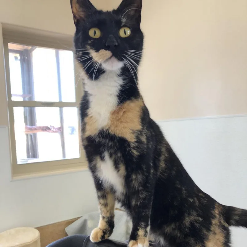 Jelly Bean thumbnail 3