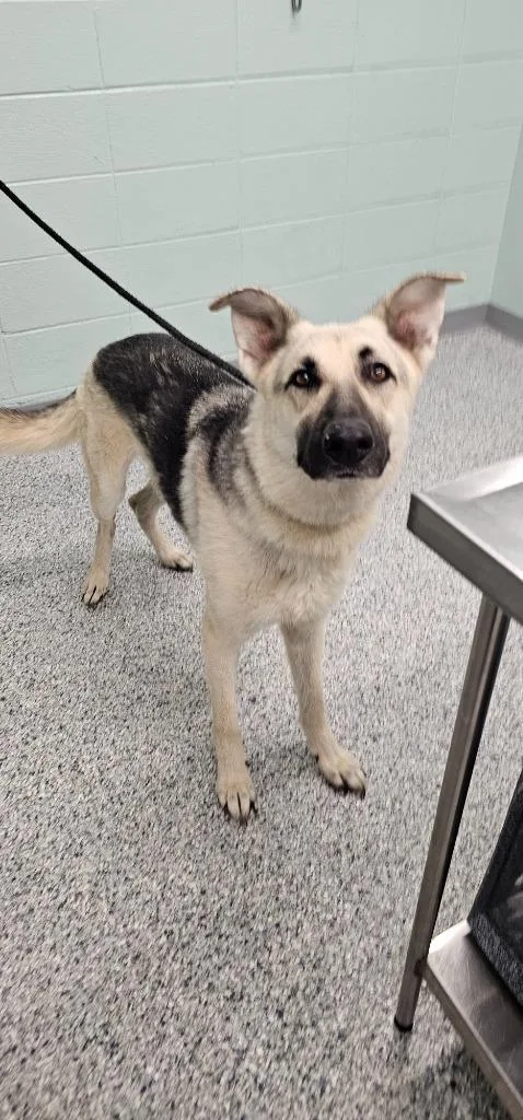 An adult large-sized male Terrier dog named Baron for adoption in Athens, TN