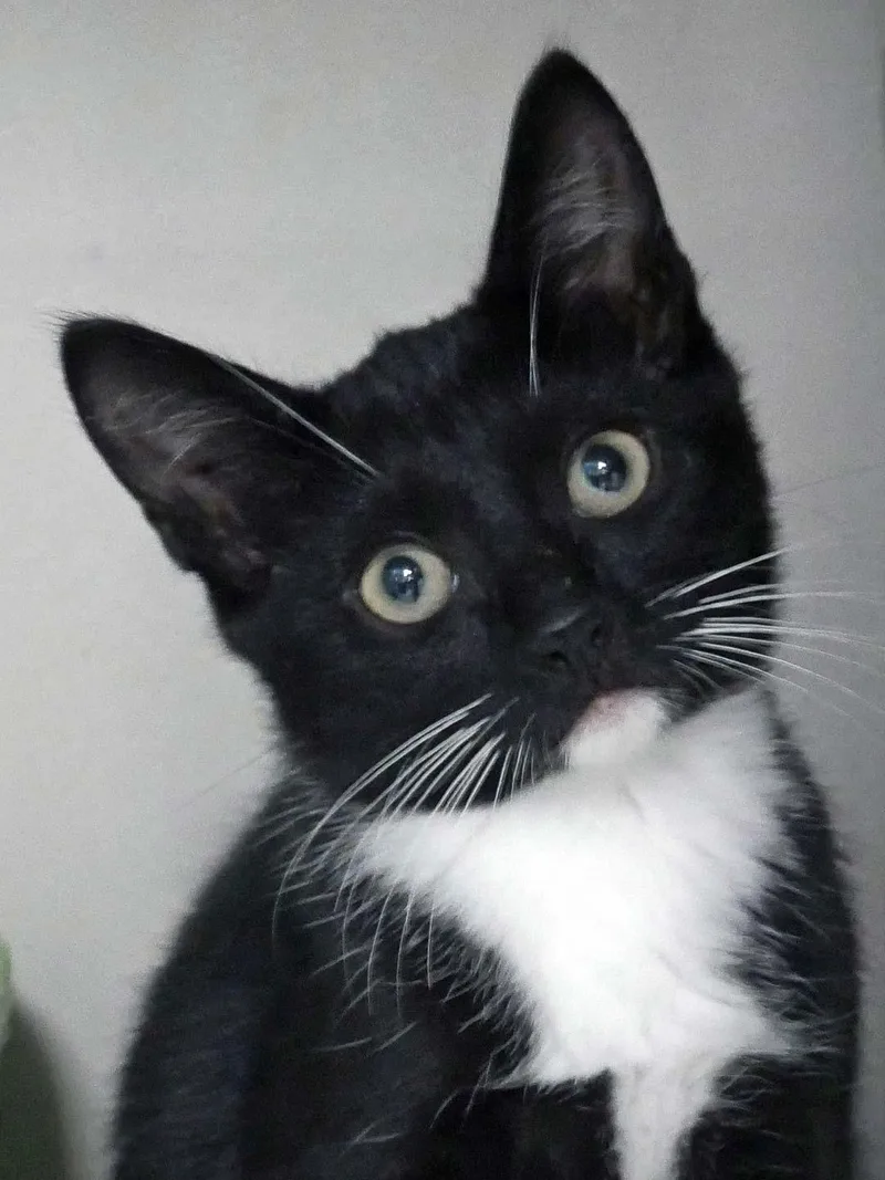 A baby small-sized male Domestic Short Hair cat named Hiccup for adoption in Bloomingdale, NJ