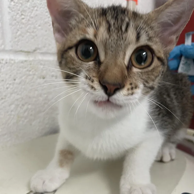 A baby small-sized female Calico Domestic Short Hair cat named Lily for adoption in Edinburg, TX