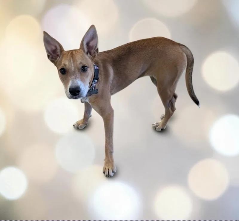 A young medium-sized female Golden Australian Kelpie dog named Aubrey for adoption in Lincoln, NE