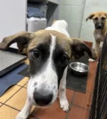A baby large-sized female Mixed Breed dog named Olive for adoption in Largo, FL