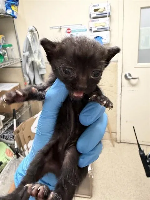 A baby small-sized female Domestic Short Hair cat named Velma for adoption in Riverside, CA