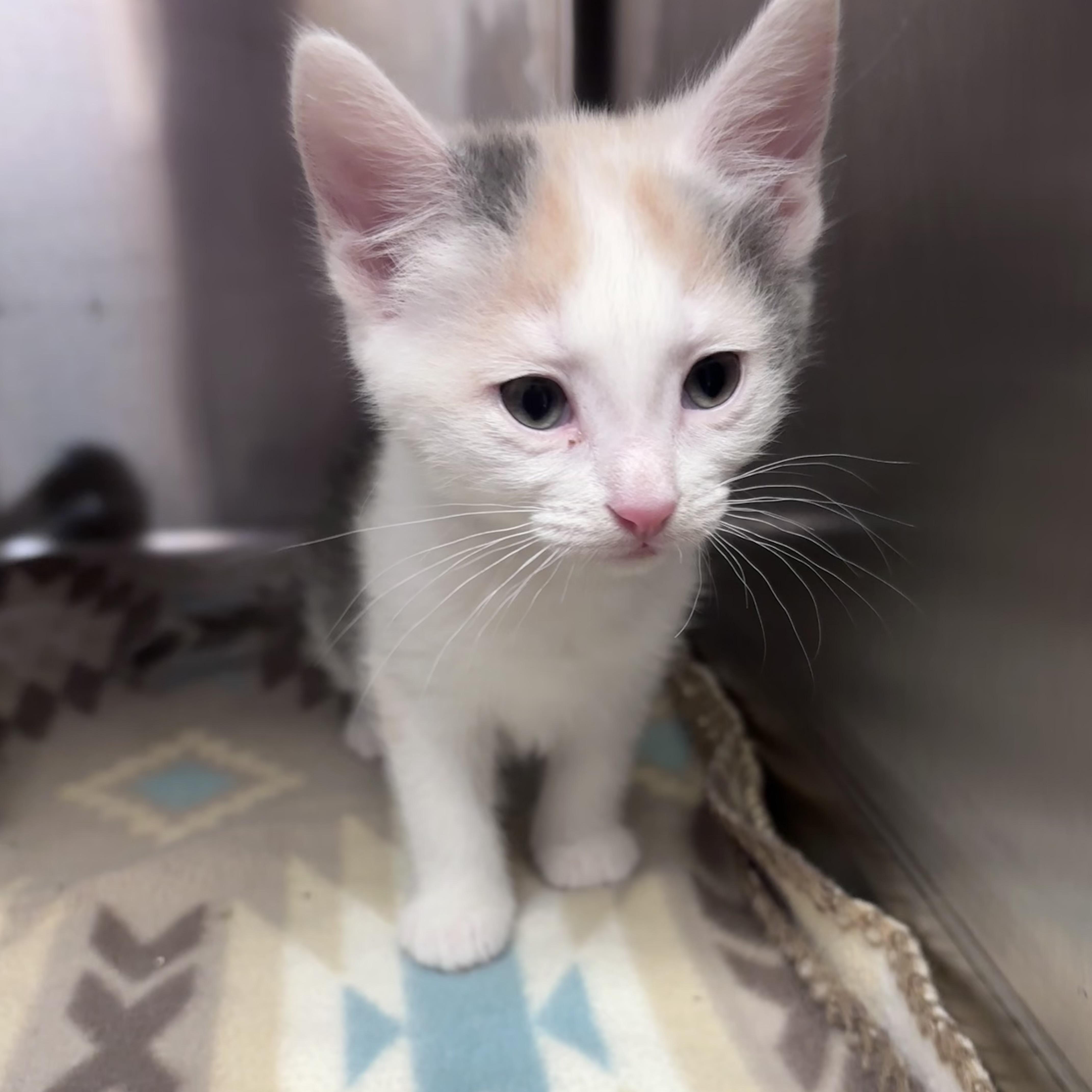 A baby medium-sized female Dilute Calico Domestic Short Hair cat named Jumbo Shells for adoption in Acworth, GA