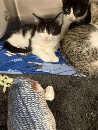 A baby small-sized male Domestic Short Hair cat named Coors for adoption in Fergus Falls, MN
